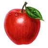 Apple tour