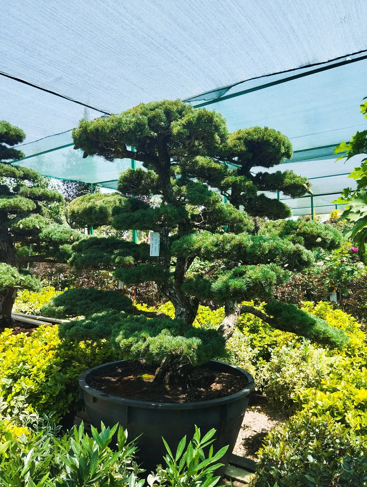 Azalea garden
