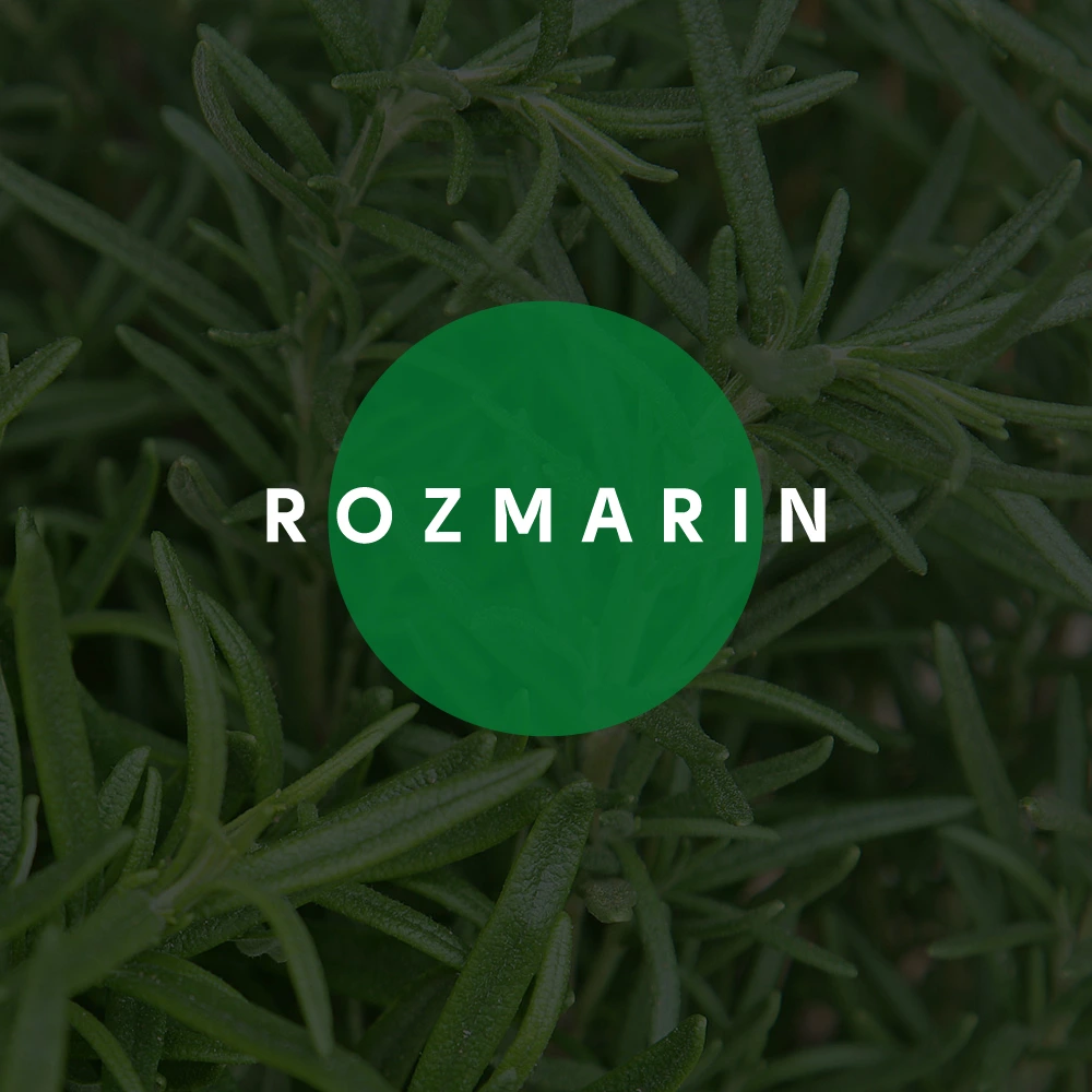 Rozmarin