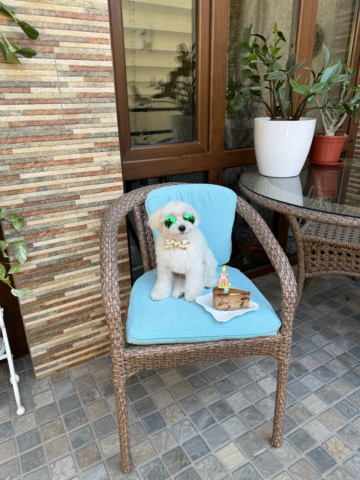 Stardog