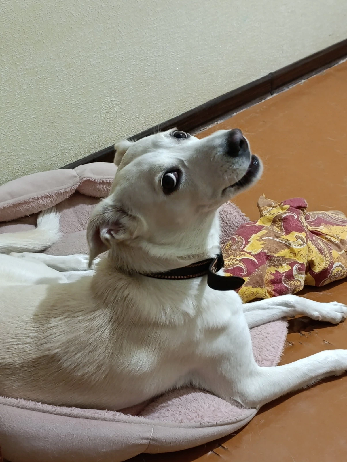 Tashkentskoe gorodskoe veterinarnoe otdelenie