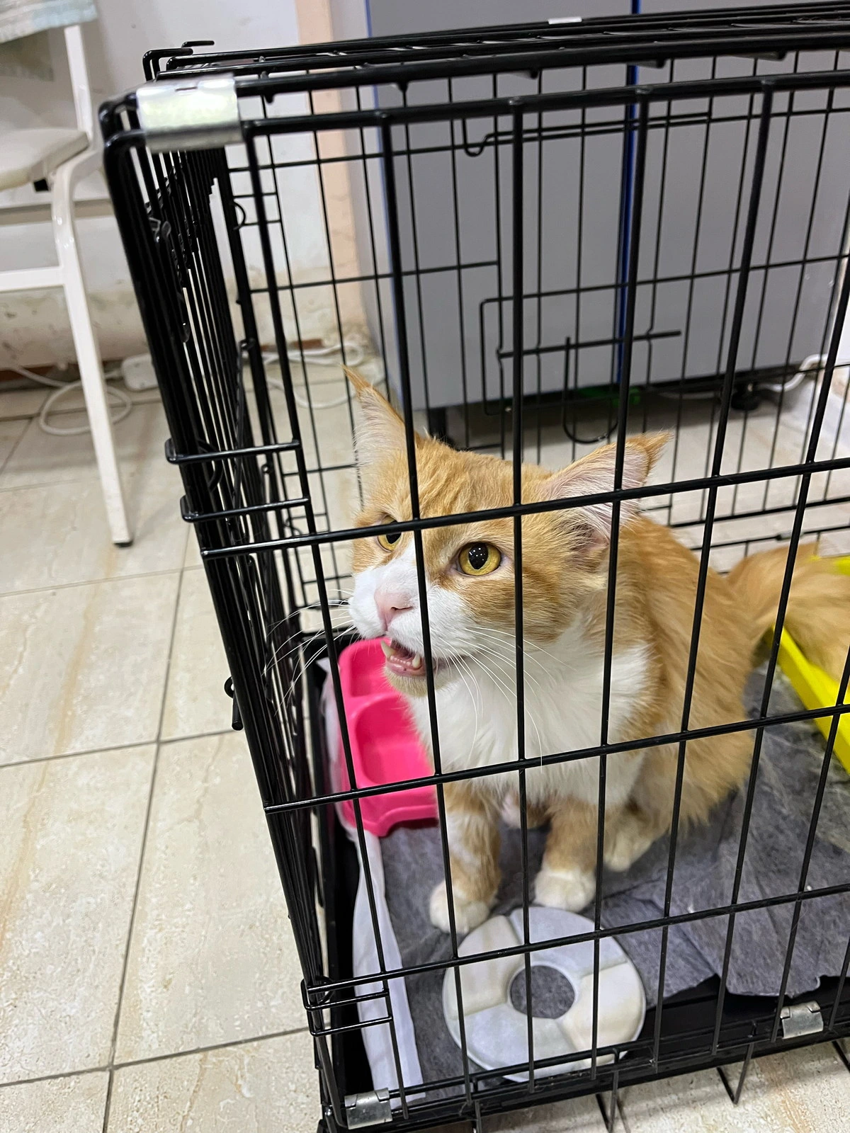 Vet Rey, ветеринарная клиника